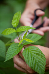 Raspberry leaf tea -  collecting young leaves of a herb for the medicinal tea.
