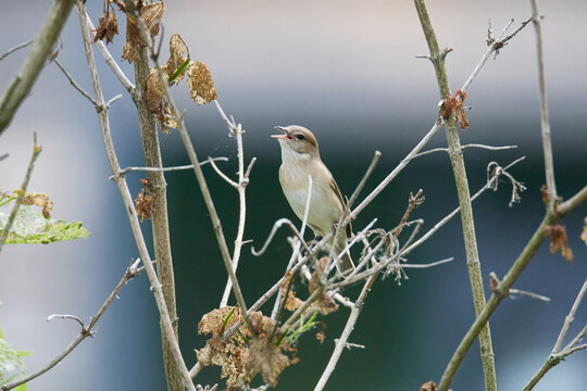 BorinBilder StockFotos & Videos. Adobe Stock