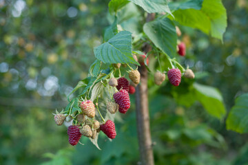 Fresh raspberry fruit in the soft fruit kitchen garden -  growing your own food.