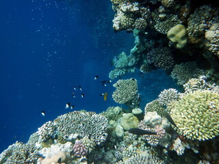 Diving in Blue Hole - Dahab