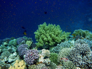 Diving in Blue Hole - Dahab