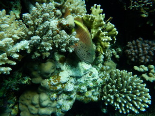 Diving in Blue Hole - Dahab