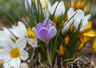 Crocuses yellow blossom on a spring sunny day in garden. Beautiful first flowers for the design