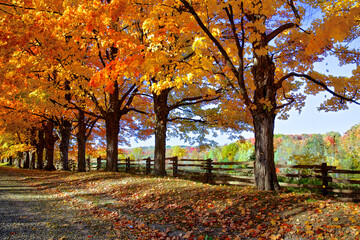 Gravel road with autumn maple trees in rural countryside Ontario, trees lining fences and vibrant foliage