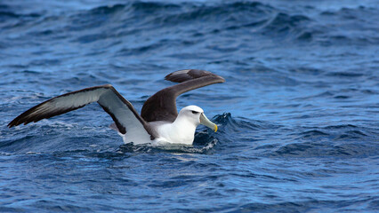 Close-up shot of a White-capped Albatross or White-capped Mollymawk (Thalassarche steadi or Thalassarche cauta) swimming in the sea, spreading wings, showing its large wingspan, in Otago, New Zealand