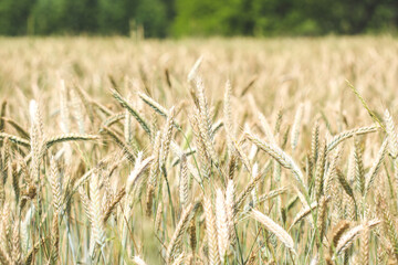 Ears of rye on field
