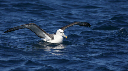 Close-up shot of a White-capped Albatross or White-capped Mollymawk (Thalassarche steadi or Thalassarche cauta) swimming in the sea, spreading wings, showing its large wingspan, in Otago, New Zealand