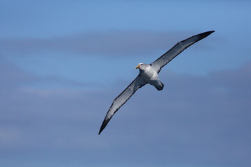 A close-up shot of a Salvin's albatross or Salvin's mollymawk - Thalassarche salvini - flying over the ocean, with blue sky background, off Taiaroa Head, Dunedin, South Island, New Zealand