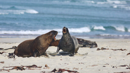 Fototapeta premium Two fighting male New Zealand sea lion or Hooker's sea lion (Phocarctos hookeri) on the beach, an amazing marine mammal species endemic to New Zealand, on Otago Peninsula, South Island, New Zealand