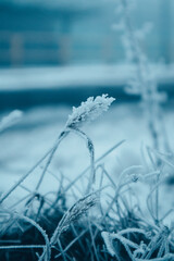 Frost on the grass and flowers, plants in frosty winter day. Frosty, cold weather outside. Climate change concept. Blue natural background in January, February. Snow covered land earth soft focus.