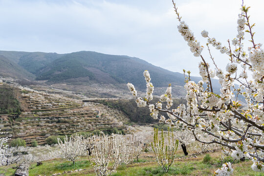 The flowering of the cherry trees in the Jerte Valley, in the north of C&aacute;ceres, Extremadura, Spain