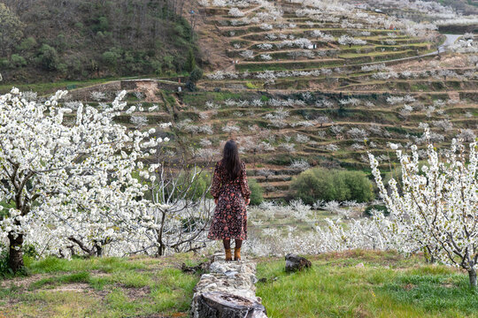 Beautiful brunette young woman in a flowery dress in the flowering of the cherry trees in the Jerte Valley, in the north of C&aacute;ceres, Extremadura, Spain