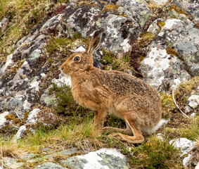 Brown hare in the mountains