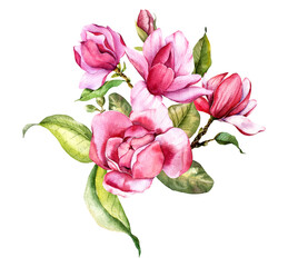 Pink magnolia Flower Bouquet Watercolor Illustration, Magnolia Arrangement on white background, Spring Floral Illustration