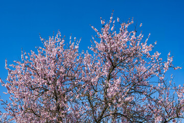 Almond blossoms against the blue sky near Edenkoben/Germany in Rhineland-Palatinate