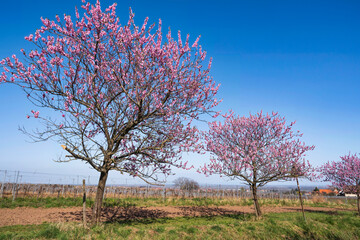Almond trees in full bloom near Edenkoben/Germany in Rhineland-Palatinate