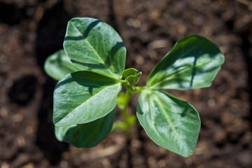 Young broad bean  - vegetable plants - Vicia faba seedlings