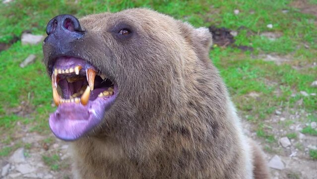 The bear prepares to attack shows its Jaw with teeth and is ready to attack. slow motion