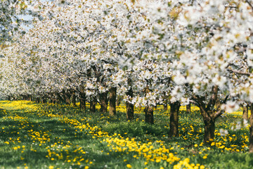 An apple orchard on a green lawn in a sunny day. Scenic image of trees in charming garden. .