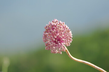 Fleur de poireau d'été