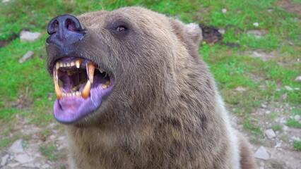 The bear prepares to attack shows its Jaw with teeth and is ready to attack. slow motion