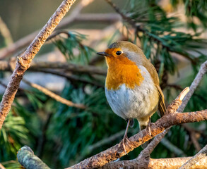 Fototapeta premium robin on branch