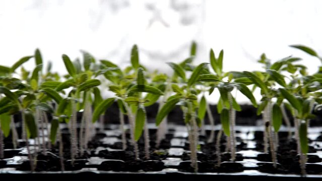 tomato seedlings in black cassette, movement of amera. planters in black cassette tomatoes. High quality FullHD footage