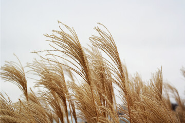 Beautiful Golden wheat blowing in clear sky