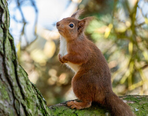 red squirrel on a branch