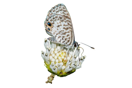 Cassius blue (Leptotes cassius) Butterfly Photo, Feeding on a Snow Squarestem Bloom (Melanthera Nivea)