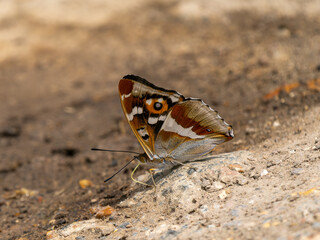 Purple Emperor Butterfly Feeding on the Ground