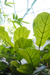 Obraz premium Texture green leaves of a tropical plant close up