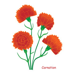 Red carnation flowers isolated on a white background. EPS 10 file is arranged in groups and layers for easy editing. Gradients used. No clipping mask. White background on a separate layer.