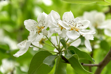 Fototapeta premium Delicate apple tree flowers on a branch in spring close-up.