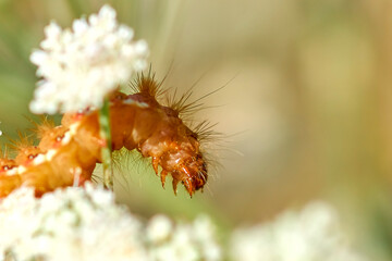 Big beautiful caterpillar on a flower close-up.
