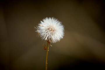 Fluffy dandelion in a field on a dark background.