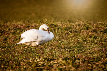 Łabędź © Magical moments