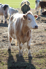 Light brown cow with white muzzle in paddock closeup