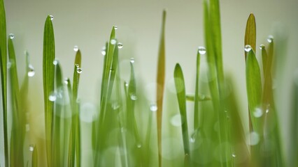 Young sprouts of grass with dew. Close-up view.