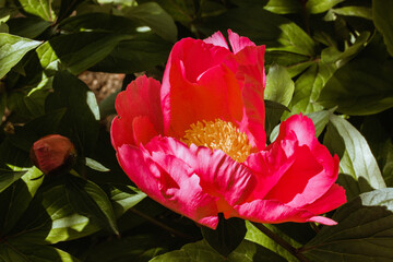Large bud of a bright pink hydrid tree peony in a garden. Spring summer flowers in full bloom....