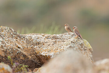 A trumpeter finch (Bucanetes githagineus) perched on rock in the rocky landscape of Fuerteventura Spain.