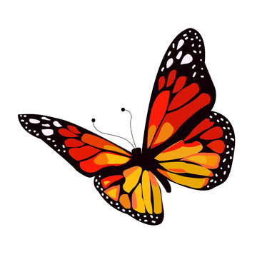Beautiful cartoon black monarch butterfly with orange, red, yellow and white spots, isolated on transparent background. Element for website design.