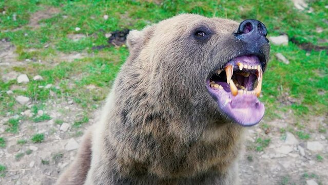 The bear prepares to attack shows its Jaw with teeth and is ready to attack. slow motion
