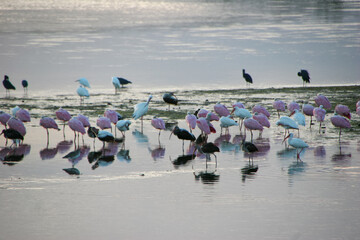 Fototapeta premium Roseate Spoonbill Birds Ding Darling Wildlife Refuge Florida