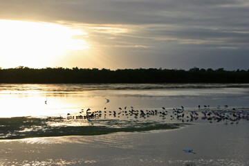 Naklejka premium Birds Silhouette Sunset Ding Darling Sanibel Florida