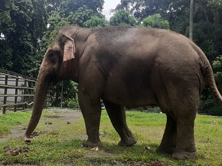 Fototapeta na wymiar A Sumatran elephant is in action walking around its spacious enclosure area, while demonstrating its style in front of visitors and tourists to the wildlife park.