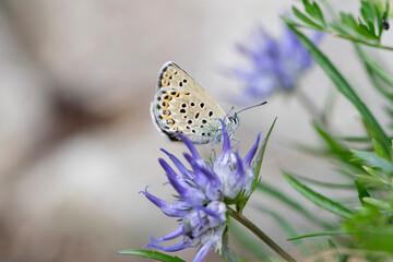 Joli petit papillon sur une fleur