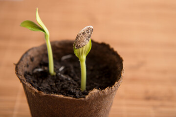 pumpkin sprout in a peat pot with a seed on the leaves on a brown background, planting seedlings