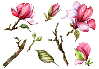 Fototapeta premium Magnolia Flower Set Watercolor Illustration on white background. Pink Magnolia Blossom