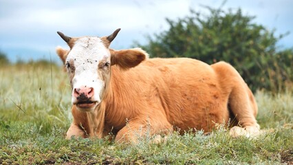 Red bulls grazing in a pasture on a cloudy day.